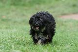TERRIER DU TIBET 255